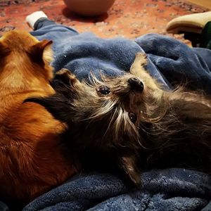 Meet your Posher, Lindy